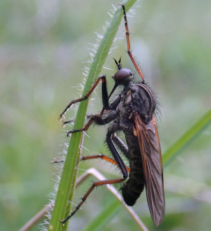 Empis tessellata © Martin Harvey
