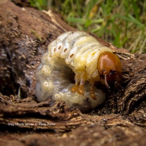 Stag beetle larvae. Credit Mark Tudor