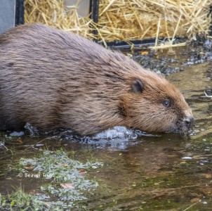 The last of the family to be released into Loch Beinn a’ Mheadhoin 2 © Beaver Trust