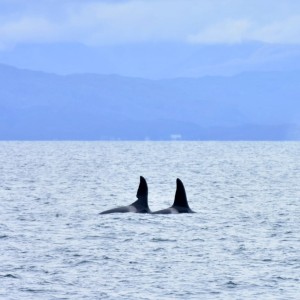 John Coe and Aquarius reunion_Sept 2025_Indy Greene aboard Hebrides Cruises