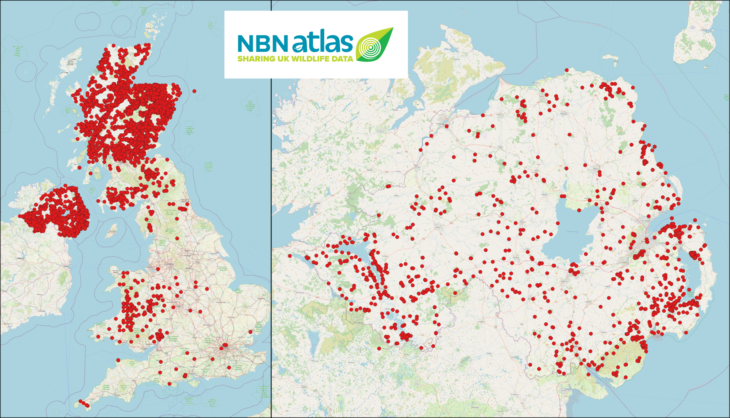 Pine marten distribution Winterwatch 2026