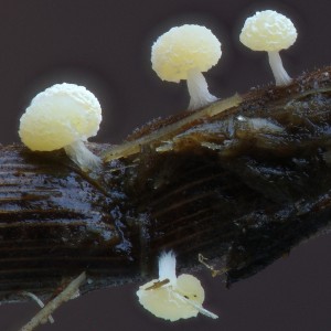 Didymium squamulosum c. Ben Mitchell