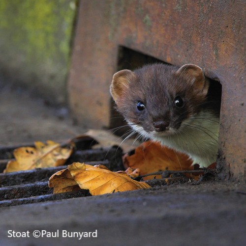 Stoat © Paul Bunyard