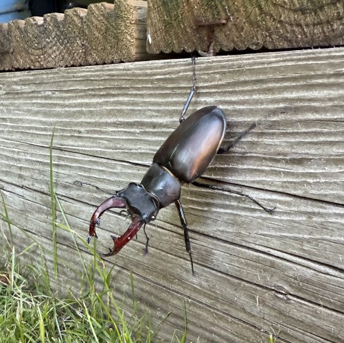 Male stag beetle credit Jon Sawdon
