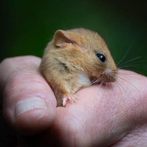 Hazel Dormouse credit Malcolm Heaven