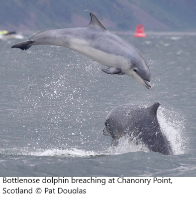 Bottlenose dolphin breaching at Chanonry Point, Scotland © Pat Douglas