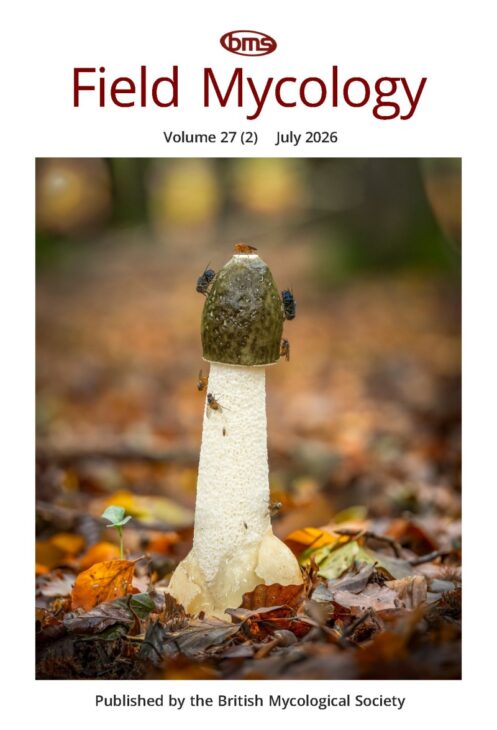 Stinkhorn Phallus impudicus © Barry Webb