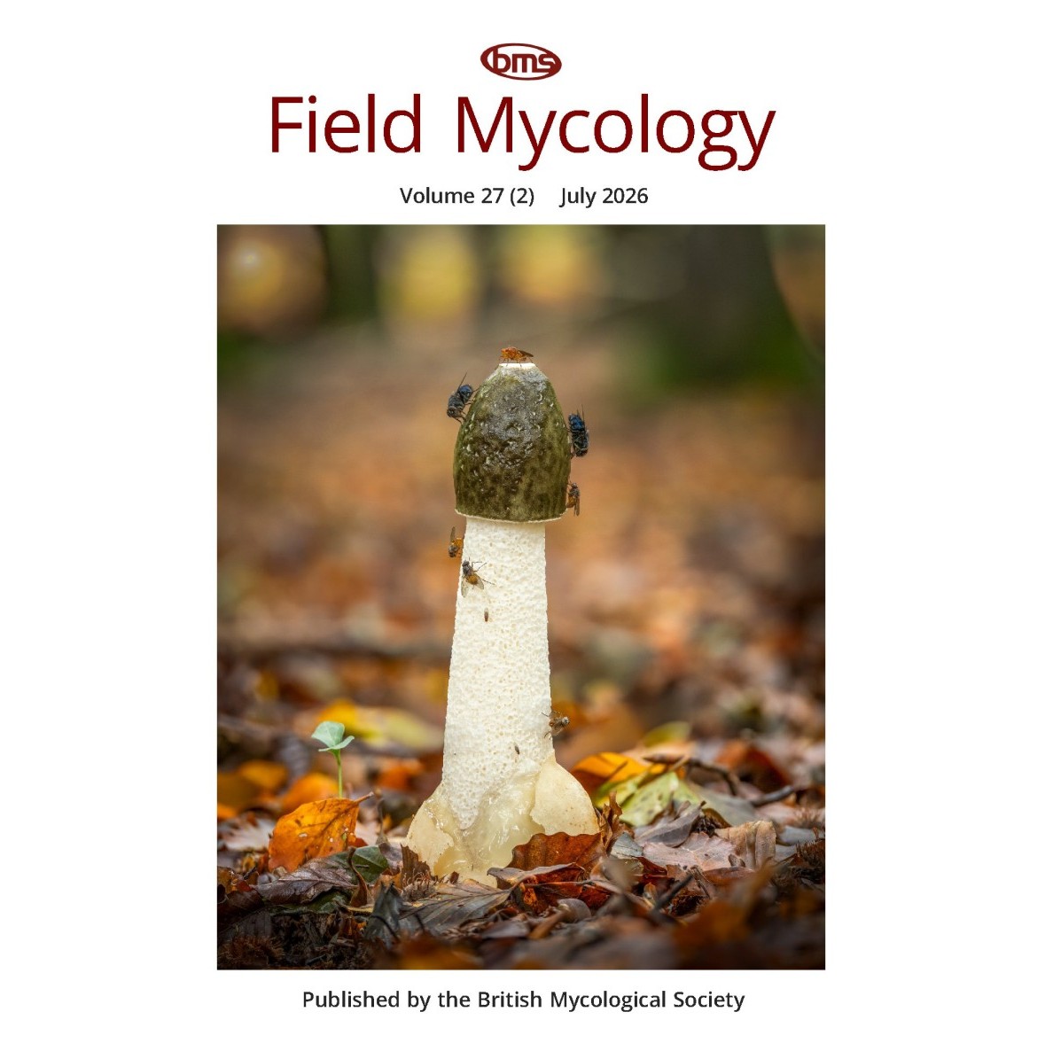 Stinkhorn Phallus impudicus © Barry Webb