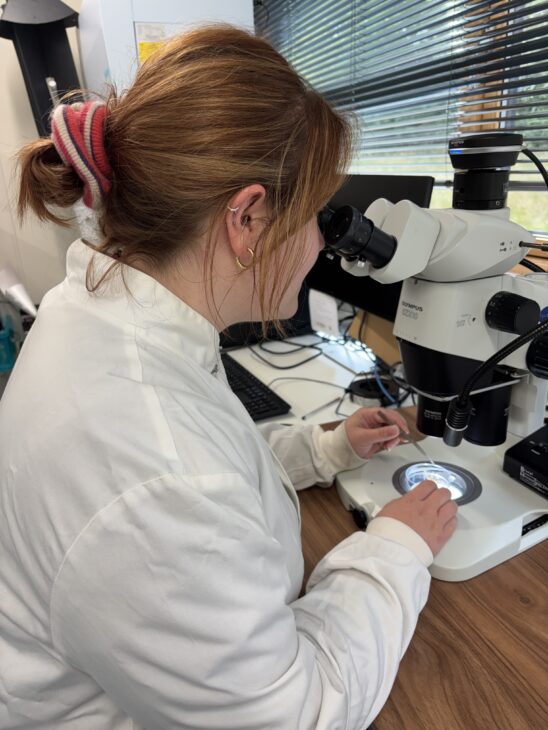 Molly Davidson identifying a wood wasp. Credit: Forest Research
