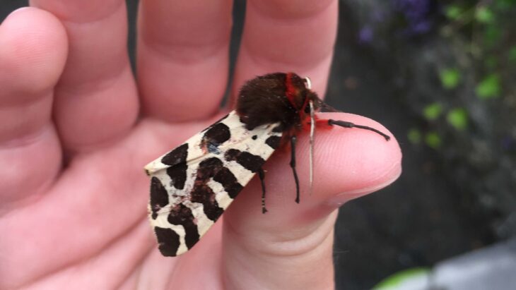 Garden tiger (Arctia caja). Credit: Molly Davidson