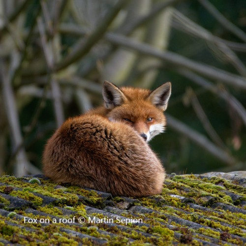 Fox on a roof © Martin Sepion